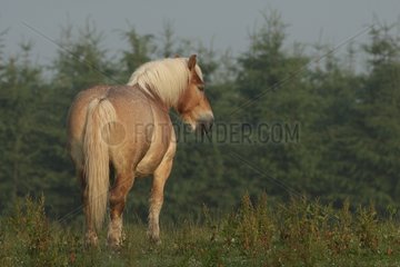 Ardennais draft horse in the meadow