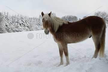 Haflinger Pony in meadow in winter