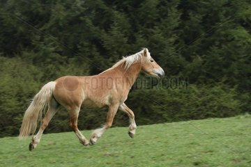 Haflinger pony trotting in meadow