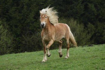 Haflinger pony galloping in meadow
