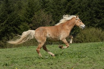 Haflinger pony galloping in meadow