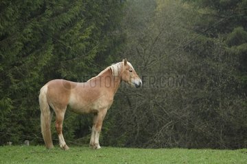 Haflinger pony standing in meadow