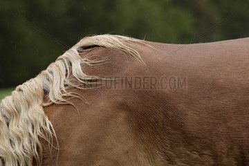Back of Haflinger pony standing in meadow