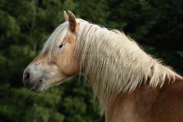 Portrait of Haflinger pony standing in meadow