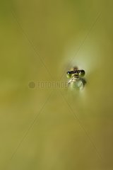 Portrait of a blue-tailed damselfly at spring France