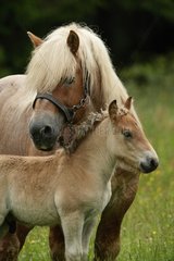 Ardennais mare and her foal in the meadow