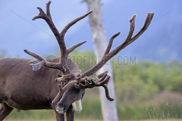 Porcupine Caribou grazing - Alaska USA