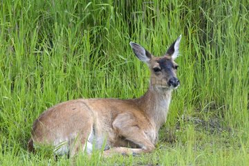 Female white-tailed deer lying in the grass - Alaska USA