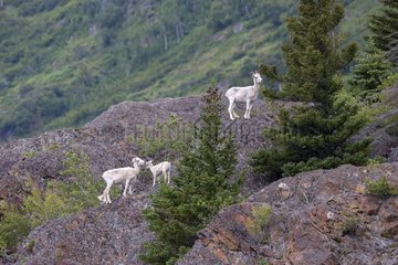 Dall's sheep and young on rocks - Alaska USA