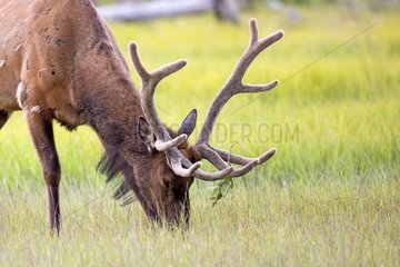 Male elk grazing - Alaska USA