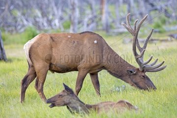 Male elk grazing and hind lying - Alaska USA