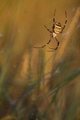 Orbweaver speader in its web waiting for prey
