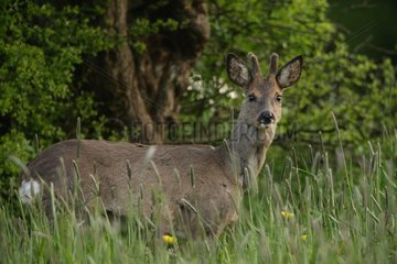 Young buck roe-deer velvet Belgian Ardenne