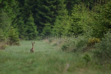 Roe-Deer standing in a clearing Ardenne Belgium