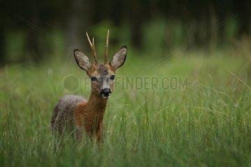 Buck deer standing in the grass Ardenne Belgium