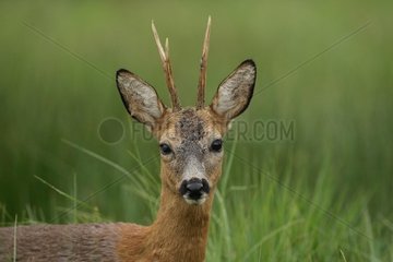 Portrait of Buck deer standing in the grass Ardenne Belgium