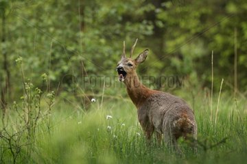 Male barking Roe-deer in a clearing Ardenne Belgium