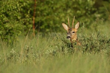 Portrait of male roe deer in a thicket Ardenne Belgium