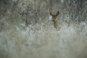 Roe-Deer in the dew Ardenne Belgium