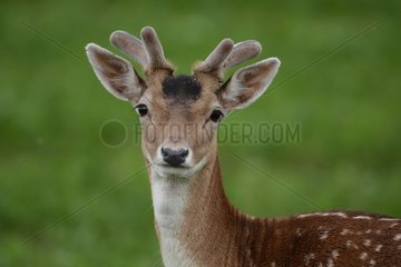Portrait of Male Fallow Deer velvet Belgian Ardenne