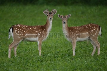 Male Fallow Deers velvet standing in grass Belgian Ardenne