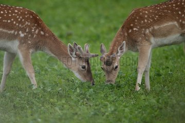 Male Fallow Deers velvet grazing Belgian Ardenne