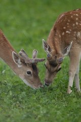 Male Fallow Deers velvet grazing Belgian Ardenne