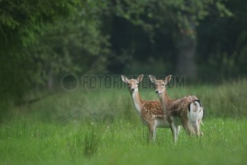 Female Fallow deer standing in a clearing Ardenne Belgium