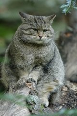 Wild Cat in undergrowth Bayerischer Wald Germany