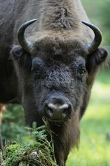 Portrait of European bison Bayerischer Wald Germany