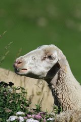 Sheep grazing grass PN Mercantour Alpes France