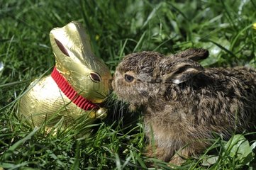 Young Hare and chocolate Easter Bunny in the grass