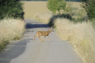 RoeDeer crossing a country road - France