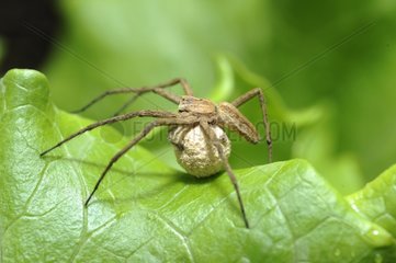 Nursery web Spider female carrying eggs in a cocoon -France