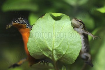 Male Alpine Newt and Palmated Newt behind a leaf