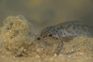 Alpine newt eating frog eggs - France