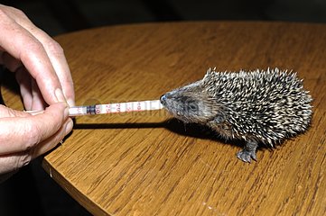 Bottle feeding a young European Hedgehog orphan - France