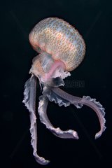 Mauve Stinger Jellyfish - Mediterranean Spain