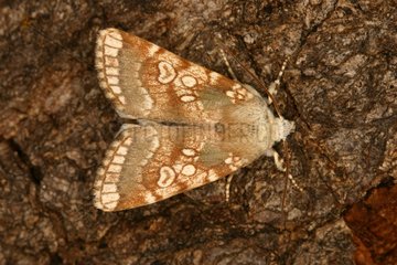 Heart Moth posed on a trunk Sieuras Ariege France