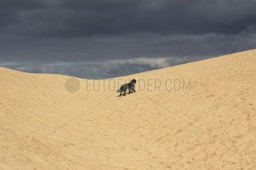Hund des englischen Setters auf der Düne von Pilat Frankreich