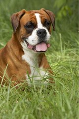 Portrait of a Boxer lying in the grass