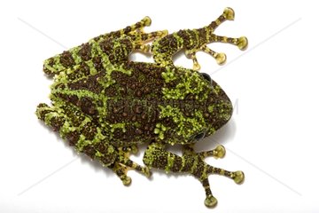 Vietnamese Mossy Frog studio