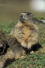 Marmotte des Alpes aux aguêts Alpes France