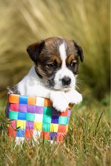 Mongrel puppy in a basket