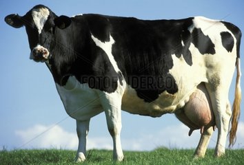 Vache Prim'Holstein