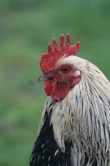 Portrait of a Cock