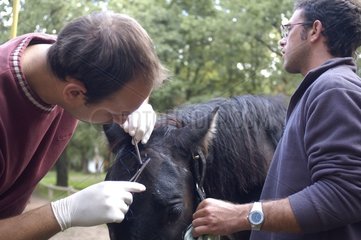 Veterinarian carrying out an equine ambulatory surgery