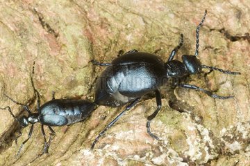 Coupling of Oil Beetles on a rock Saone et Loire