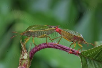 Coupling of Green shield bug France