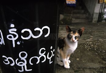 Cat sitting near a sign Burma